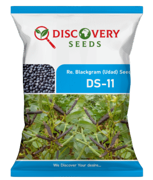 RE. BLACKGRAM – DS-11