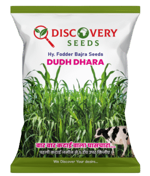 HY. FODDER BAJRA – DUDHDHARA