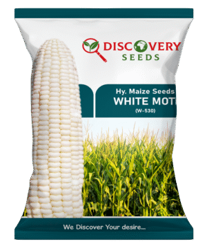 HY. MAIZE – WHITE MOTI (W-530)