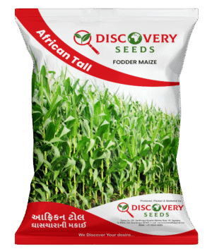 FODDER MAIZE – DISCOVERY (AFRICAN TALL)