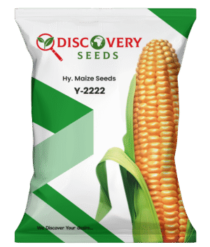 HY. MAIZE – Y-2222 (SINGLE CROSS)