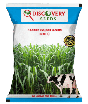FODDER BAJRA – DISCOVERY