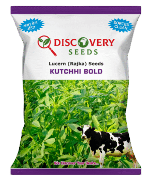 RAJKA BEEJ – KUTCHHI BOLD