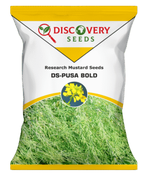 RE. MUSTARD – DS – PUSA BOLD